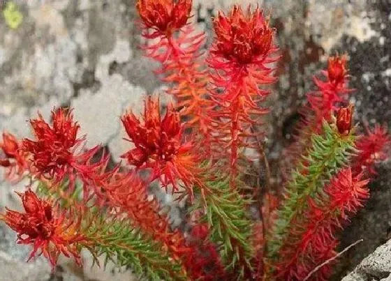 植物产地|红景天哪里产的最好
