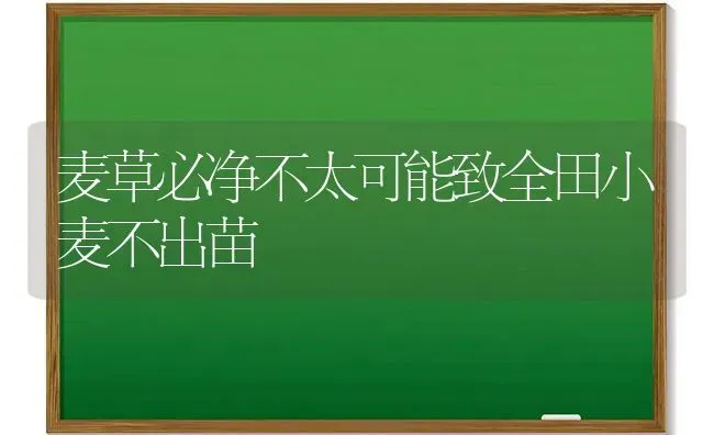 麦草必净不太可能致全田小麦不出苗 | 粮油作物种植