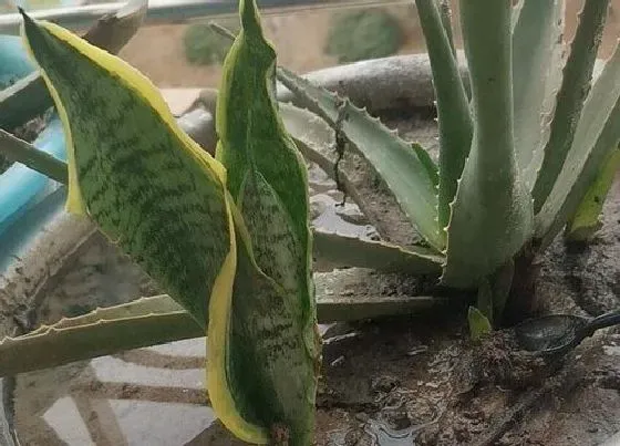 绿植|教师节送什么绿植