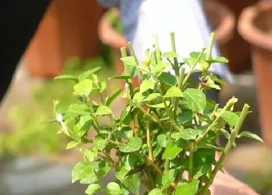 植物修剪|鸳鸯茉莉怎么修剪方法