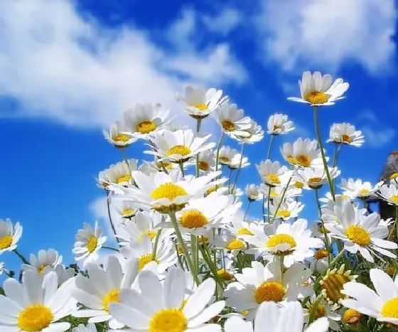 开花时间|菊花什么时候开花季节 一般几点钟开放
