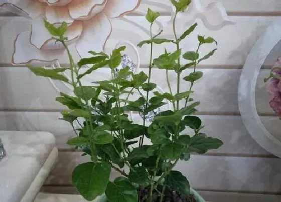 植物寓意|代表夏天的植物有哪些