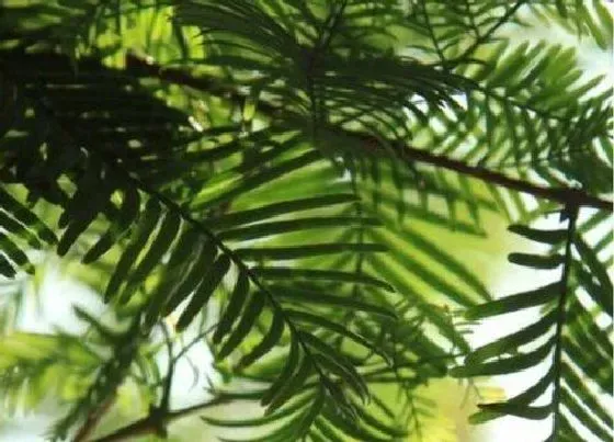 植物排行|室内耐寒植物有哪些