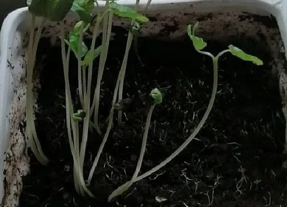 植物播种|喇叭花种子什么时候播种最好