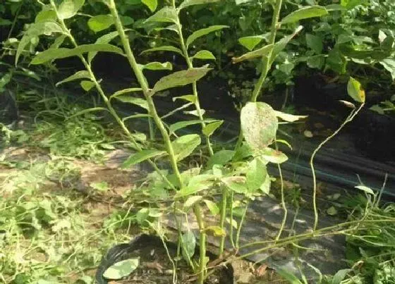 叶子干枯|蓝莓叶子干枯原因及补救方法