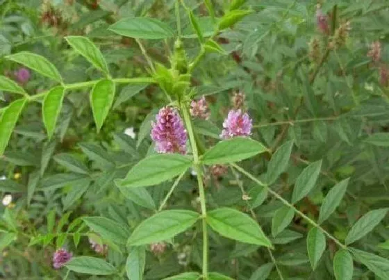 植物百科|同心草又叫什么名称