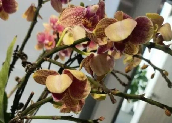 烂叶|蝴蝶兰烂叶子原因及处理方法