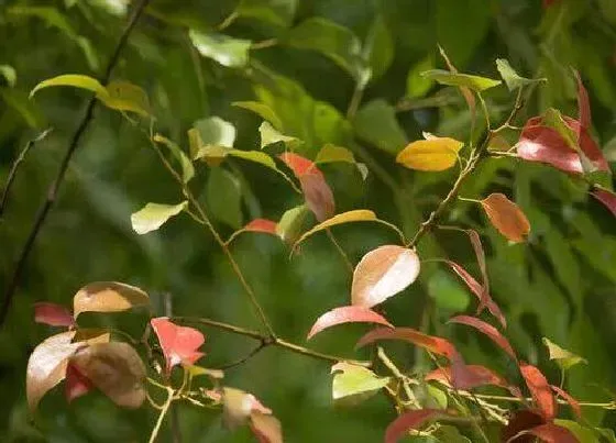 植物种类|樟树是落叶植物吗