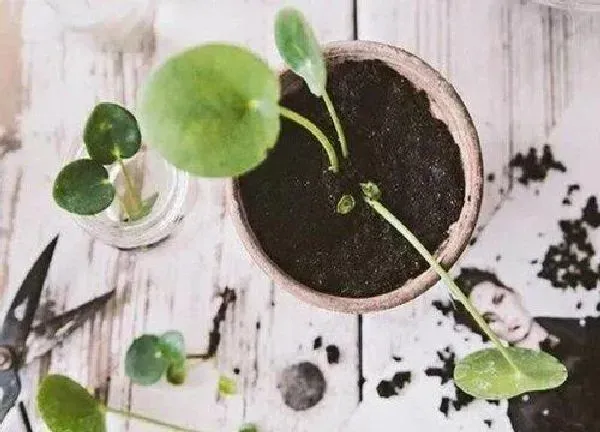 植物换土|养铜钱草用什么土最好 铜钱草适合什么土质