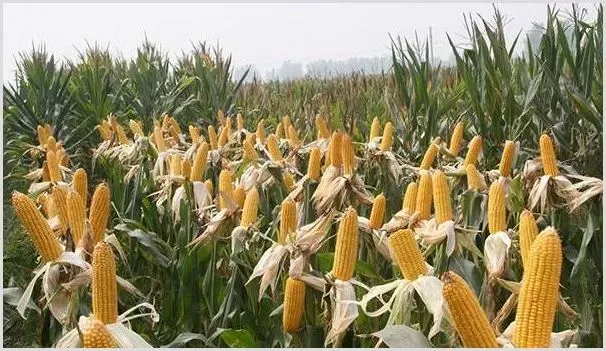 玉米药害的症状、原因及防治方法 | 养殖技术