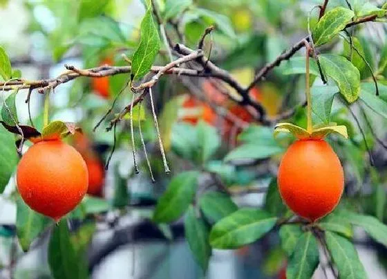 植物排行|什么品种的金弹子最好 金弹子树哪个品种最名贵