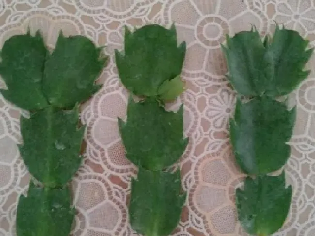植物扦插|蟹爪兰什么时候扦插繁殖合适（蟹爪兰扦插成活方法和时间）