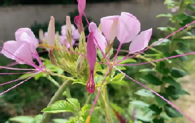 花语|醉蝶花的花语是什么意思