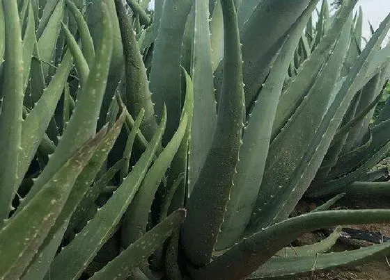 植物排行|夜间释放氧气的植物有哪些