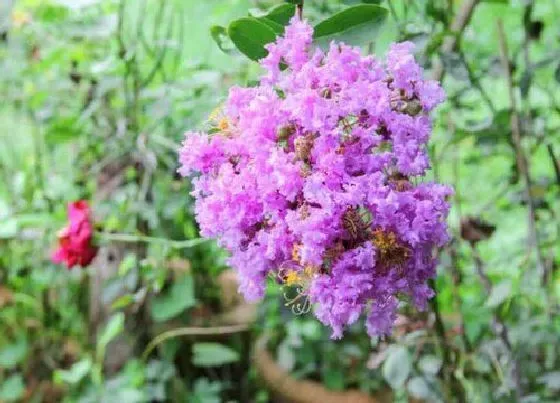 植物百科|紫薇花有种子吗