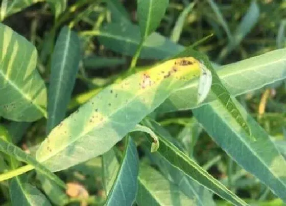 植物病害|空心菜炭疽病的发病原因与治疗方法