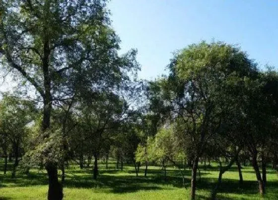 卷叶|榆树盆景叶子卷曲原因及补救处理方法