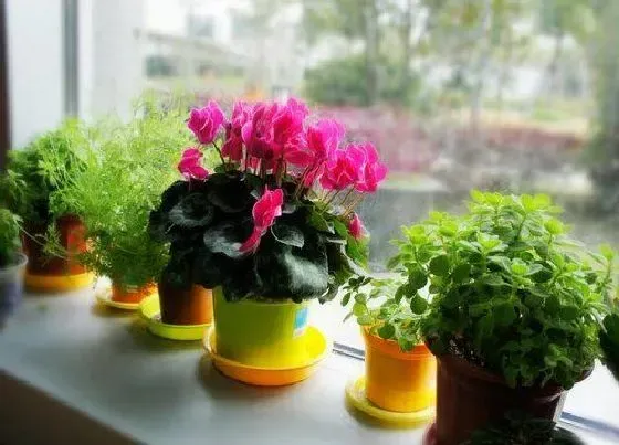 种植管理|仙客来的种球怎么栽种 种植发芽方法与窍门