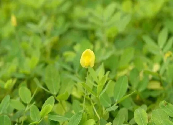 植物百科|花生开花吗 在什么时候开花结果