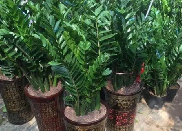 植物扦插|怎样扦插钱串成活率高