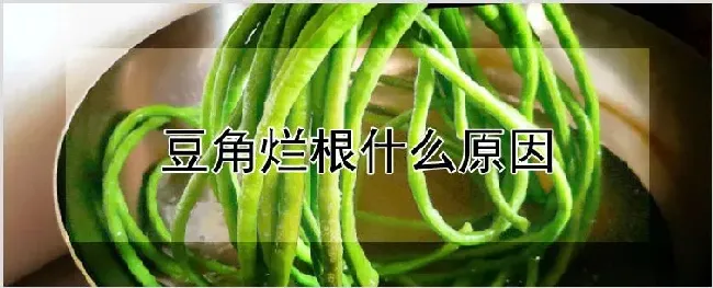 豆角烂根什么原因 | 农业科普
