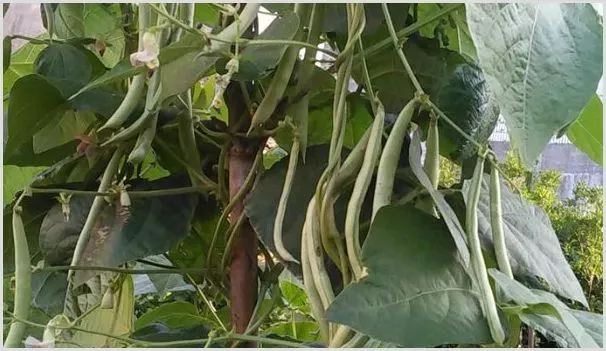 四季豆种植怎么搭架 | 农业技术