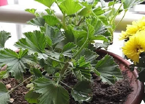 植物毒性|蝴蝶梅有毒吗 能在家里养吗