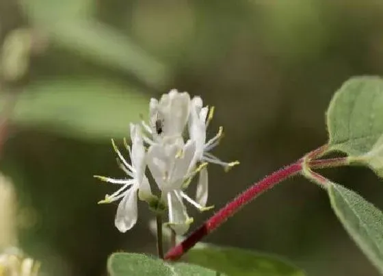 植物种类|忍冬是草本还是木本