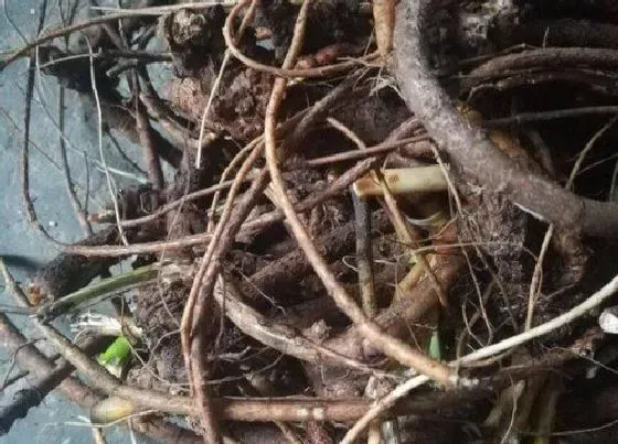 植物百科|山豆根和北豆根一样吗  之间有什么区别