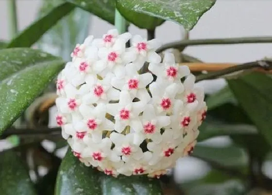 开花时间|球兰花什么时候开花 一般开多久花