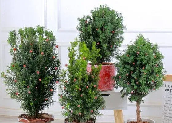 植物毒性|红豆杉有毒吗 可以放在室内养吗