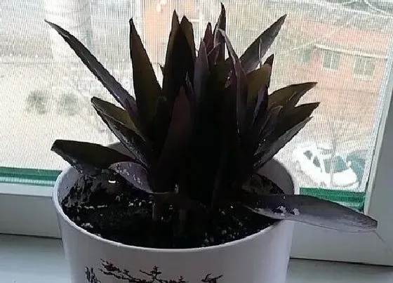 种植管理|紫竹梅种子可以种吗