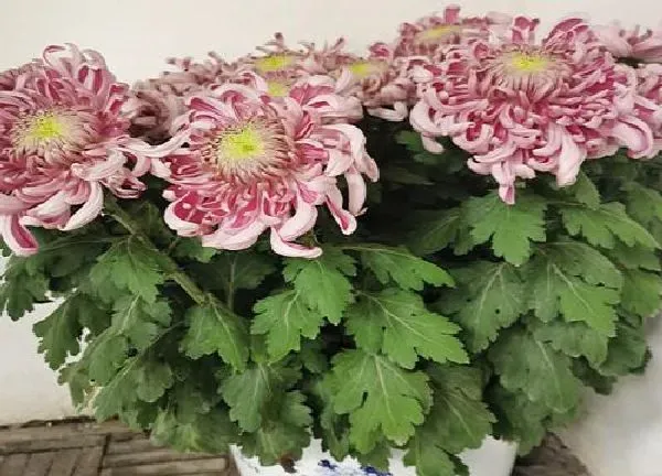 植物移栽|菊花什么时候换盆好