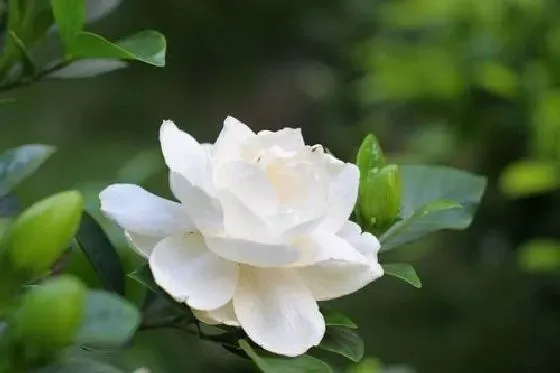开花时间|栀子花几月份开花