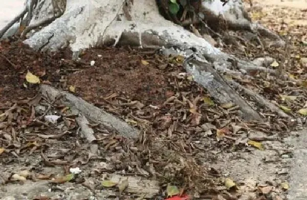 植物生根|榕树怎么修根 上盆换盆前的修根方法