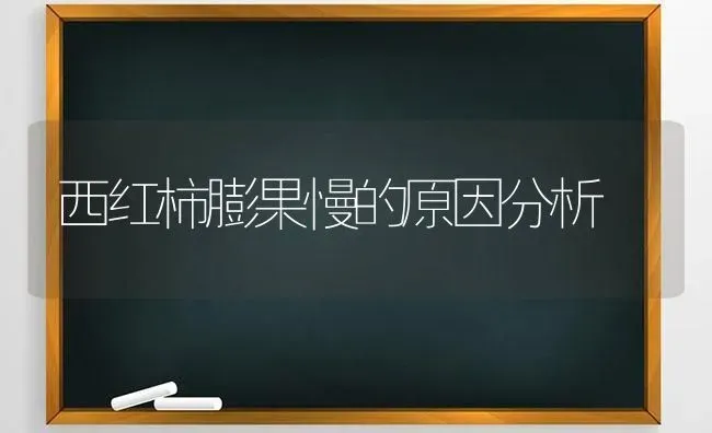 西红柿膨果慢的原因分析 | 瓜果种植