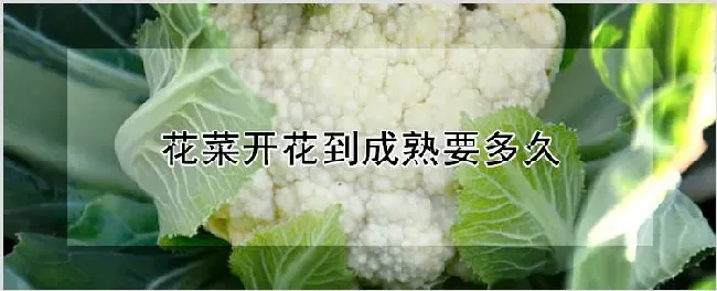 花菜开花到成熟要多久 | 耕种资料