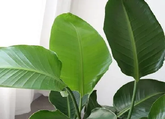 绿植|教师节送什么绿植