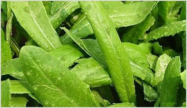 油麦菜的露地种植技术和要点 | 养殖技术