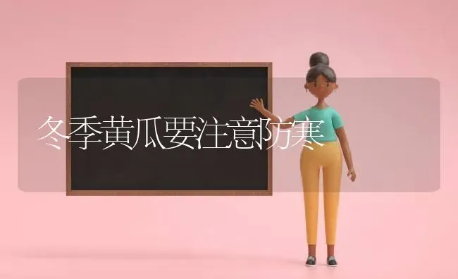 冬季黄瓜要注意防寒 | 蔬菜种植