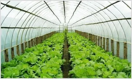 大棚蔬菜冬季施肥应该注意什么？ | 农业技术