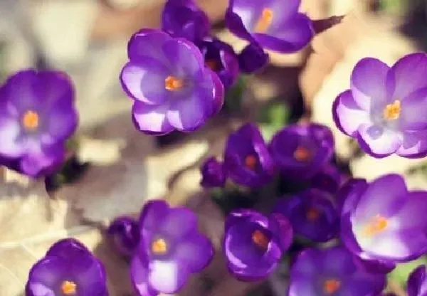植物浇水|紫罗兰浇水的正确方法