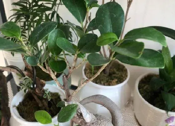 烂根|榕树的根烂了怎么办