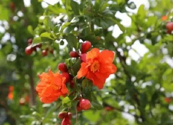 开花时间|石榴一年开几次花