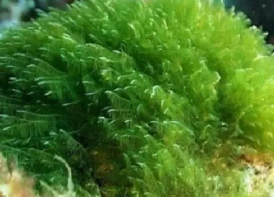 植物百科|螺旋藻是什么植物