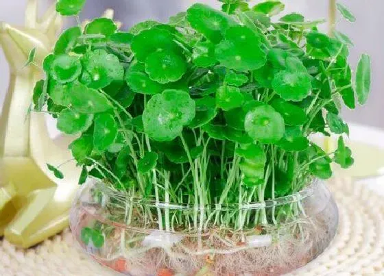 植物百科|金钱草长在什么地方