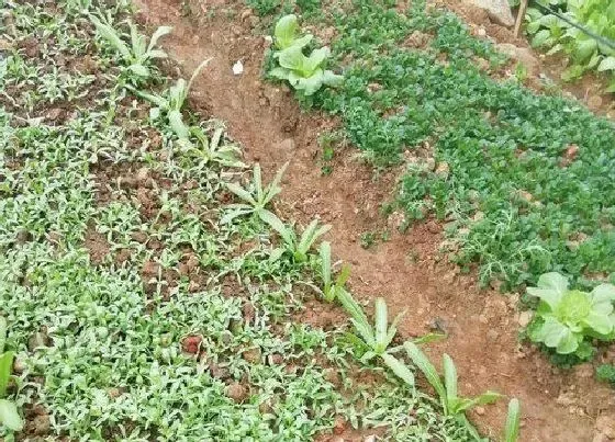 种植方法|茼蒿的种植方法和时间