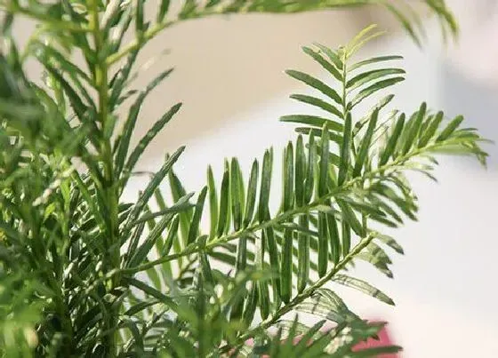 植物毒性|红豆杉有毒吗 可以放在室内养吗