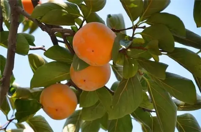 种植管理|为什么柿子树两三年了不结果，去年结果今年不结果的原因）
