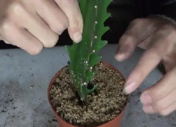 植物扦插|龙骨花几月份扦插最好